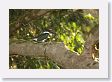 SelvaVerde - 127 * Amazon Kingfisher * Amazon Kingfisher